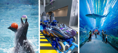 Dive into adventure at the Dolphinarium, feel the excitement of the Storm Coaster, and explore the m