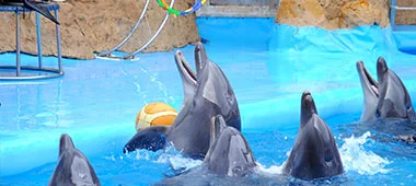 Dolphins leaping through hoops and playing with balls in a dolphin show performance.