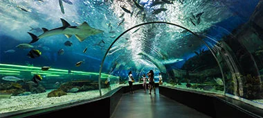 Visitors walking through an underwater tunnel aquarium, surrounded by a variety of fish and marine life.” This description captures the essence of the experience and the diversity of the marine life visible in the aquarium setting