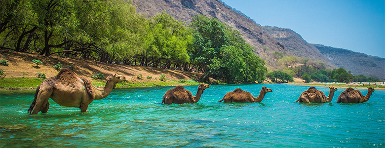 A traditional wooden boat carrying passengers on calm blue waters under a clear sky in Musandam 